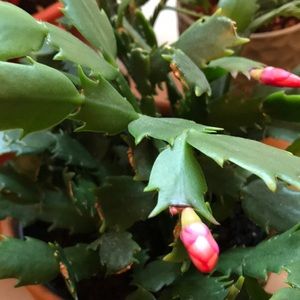 Meet your Posher, Elena